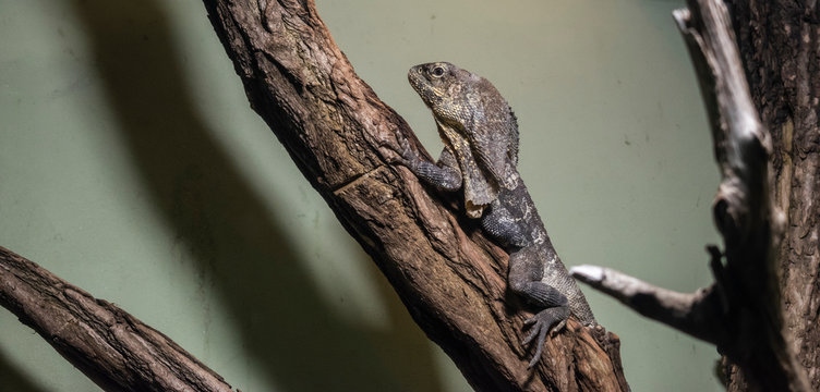 The frilled-necked lizard (Chlamydosaurus kingii).