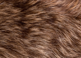 Texture of raccoon fur. Natural raccoon fur close up.