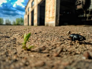 insect, beetle, bug, macro, nature