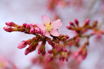 長徳寺のオカメザクラ