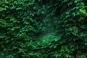 Wild grapes grows on the house around the window. Nature background, street photography.