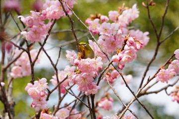 知恩寺の富士桜とメジロ