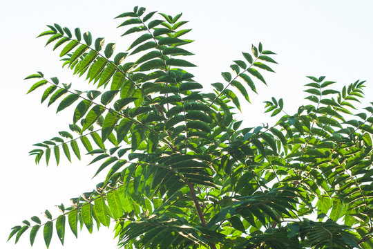 Ailanthus altissima flowers ready to bloom. Ailanto blosson, Tree of Heaven. Ailanthus altissima. Nature background.