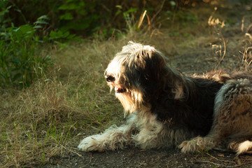 Black and white fluffy dog on a walk in the evening in the rays of the sun at sunset.
