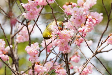 知恩寺の富士桜とメジロ
