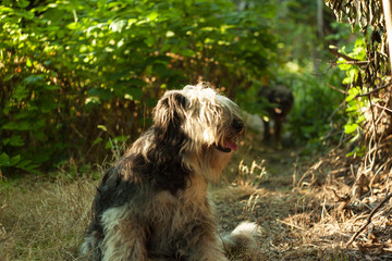 Black and white fluffy dog on a walk in the evening in the rays of the sun at sunset.