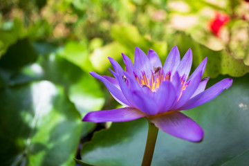 pink water lily in pond