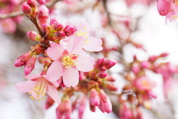 長徳寺のオカメザクラ