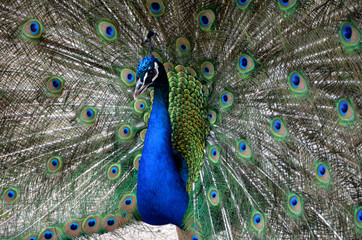 Fototapeta na wymiar peacock