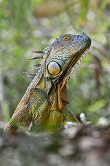 Green Iguana portrait