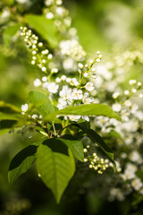 green leaves of a tree