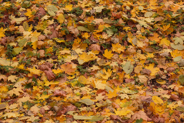 Colorful and bright background made of fallen autumn leaves