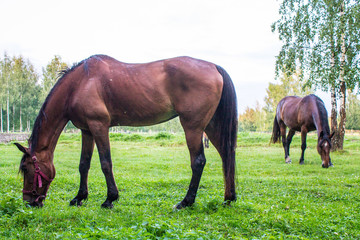Obraz premium Graceful brown horses on a green meadow in a birch grove on a summer evening