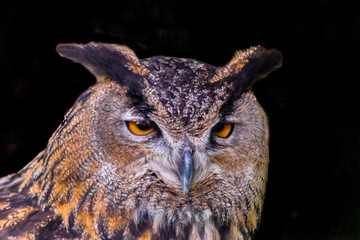 a young real owl perched on his innkeeper, surrounded by green grass