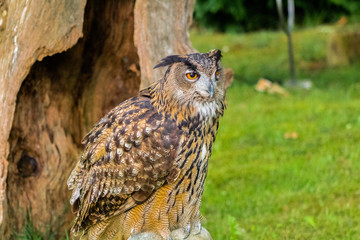 a young real owl perched on his innkeeper, surrounded by green grass