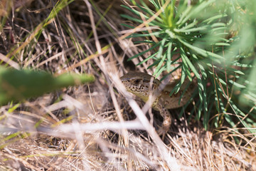 Nahaufnahme einer Eidechse , wildlife