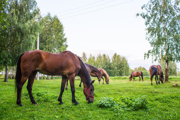 Fototapeta premium Graceful brown horses on a green meadow in a birch grove on a summer evening