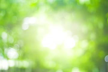 Fototapeta na wymiar abstract green nature blur background and sunlight
