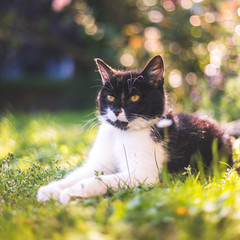 Cute cat is enjoying the summer. Black white cat is lying in the grass of the own garden, blurry colorful background