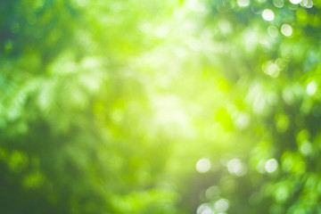 Fototapeta premium abstract green nature blur background and sunlight