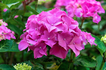 Beautiful Pink Hydrangea macrophylla in summer garden