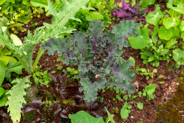 Colorful ruffled leaves of purple kale cabbage in vegetable garden