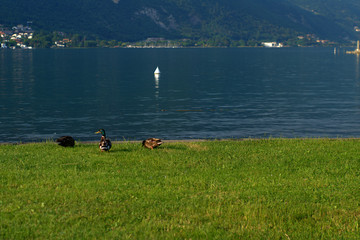 ducks on the grass,landscape,panorama,lake,summer,birds,green,water