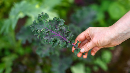 Gardener holding a purple kale leaf with green background