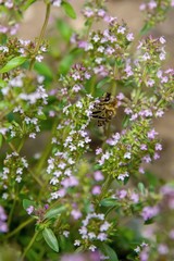 Honeybee on the blooming flower - life in the garden