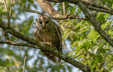 barred owl