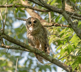 barred owl