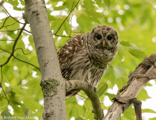 barred owl