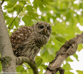 barred owl