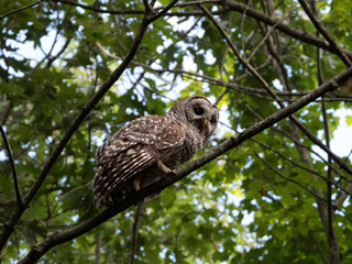 barred owl