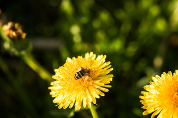 bee on a dandelion