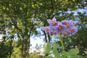 one Bush of flowering potato with leaves