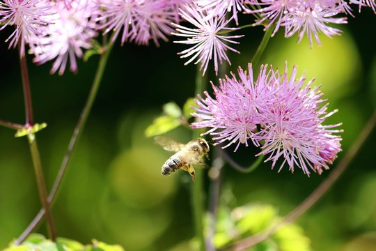 bee flying to french meadow-rue 