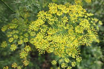 rosette of flowering dill. close up