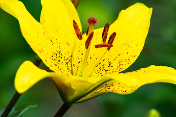 daylily yellow flower in the garden closeup