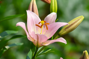daylily pink flower with buds in the garden