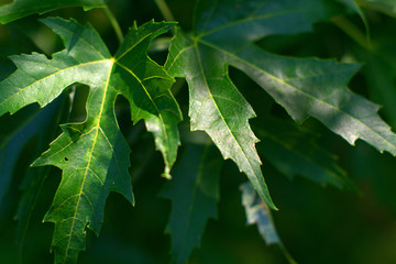 green leaves of tree,nature, plant,foliage, summer,flora,fresh, forest,