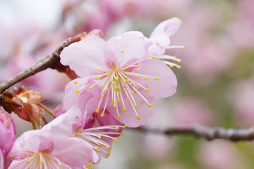 知恩寺の富士桜
