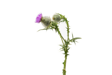 A large isolated Thistle with stem and leaves weighted to the centre of the frame with room for copy text on the left and the right