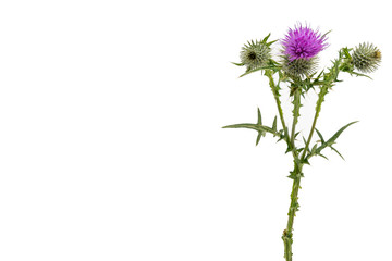 A large isolated Thistle with stem and leaves weighted to the right with room for copy text on the left