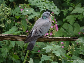 stock dove (Columba oenas) perched on an old dead branch in forest