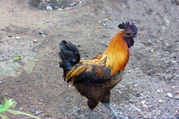 The male chicken has a black crest with golden hair, walking for food.
