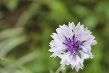 cornflower purple blue, close up
