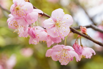 知恩寺の富士桜