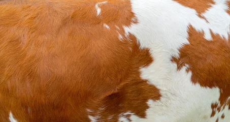 Gordijnen Brown cow skin texture. Agriculture. Smooth surface. © sandipruel
