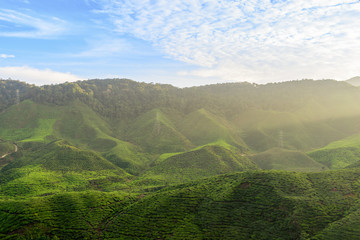 The tea plantations background , Tea plantations in morning light